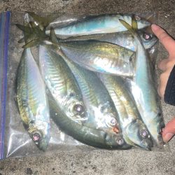 ウキ釣りでアジ🐟