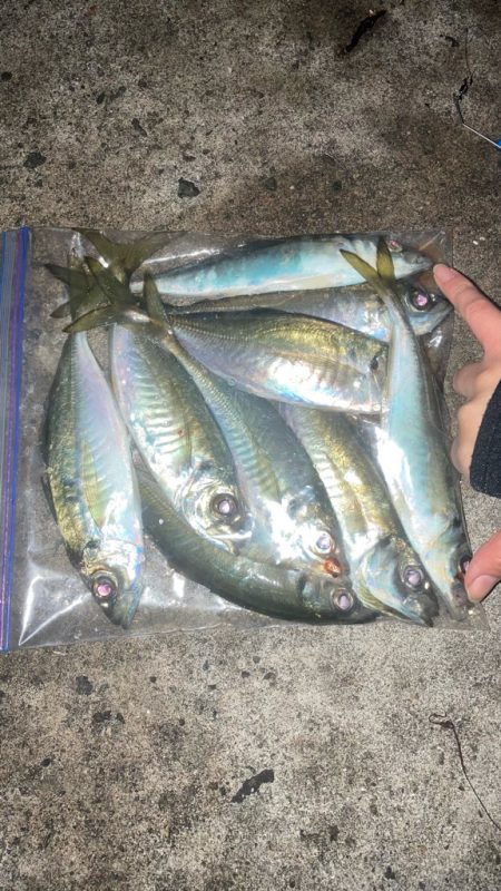 ウキ釣りでアジ🐟