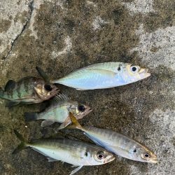 メバル 大アジ釣れました