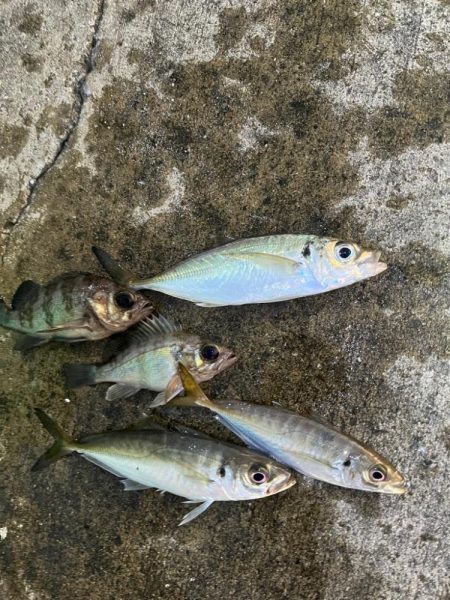 メバル 大アジ釣れました