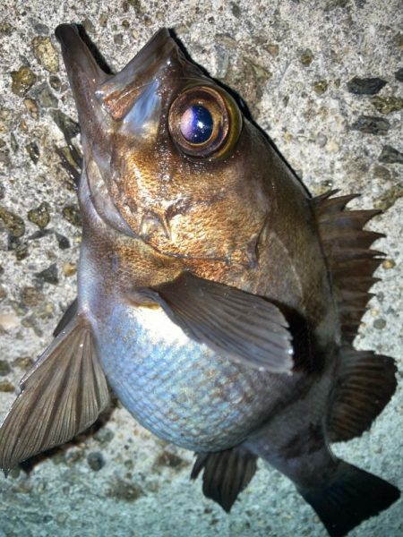 2024ライトゲーム第1戦