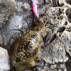 2024エギング開幕