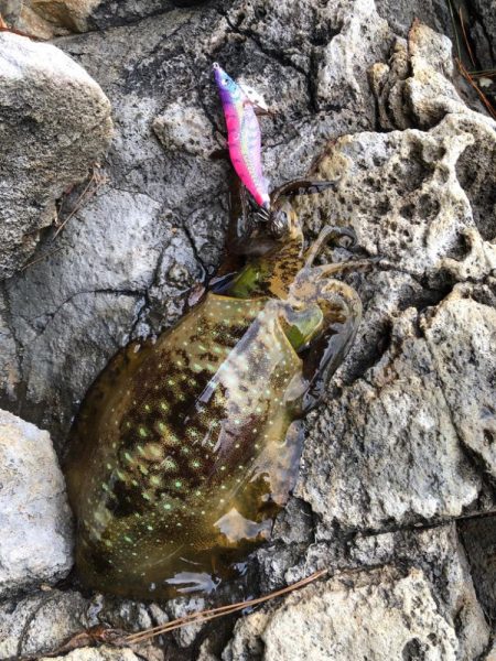 2024エギング開幕