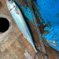 銚子沖、アカムツ調査