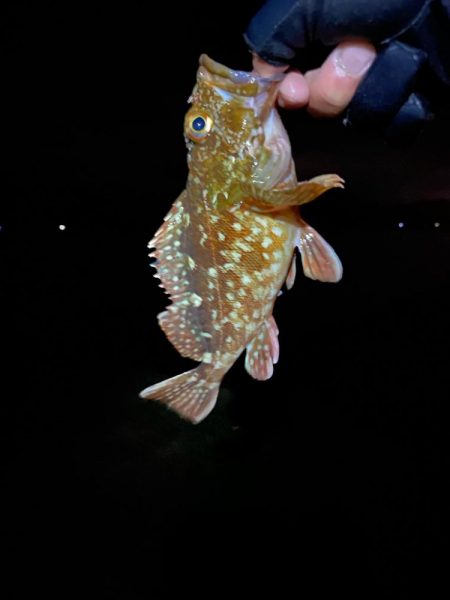 2024釣り初めライトゲーム