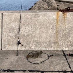 今年の第一号が釣れました。