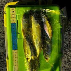 淡路島アジング