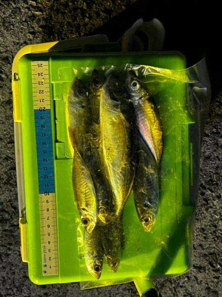 淡路島アジング