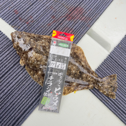 メジロ・ヒラメ/ノマセ