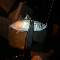 また釣れるようになってて良き