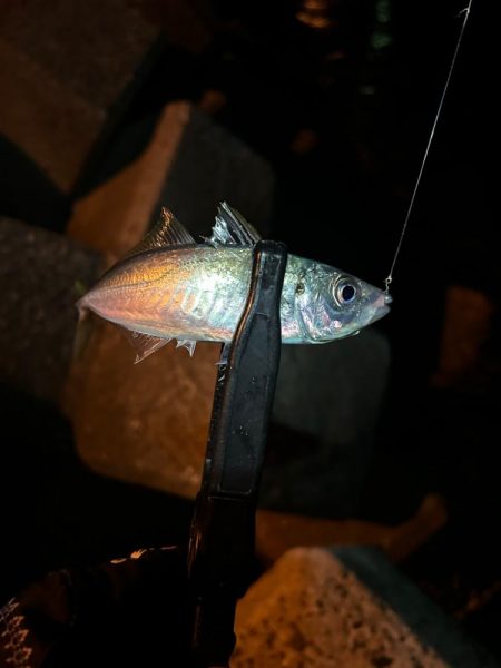 また釣れるようになってて良き