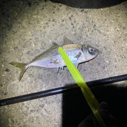 メバルを求めて釣りに行ったが・・・