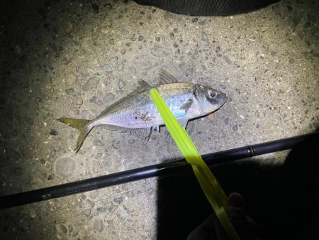 メバルを求めて釣りに行ったが・・・