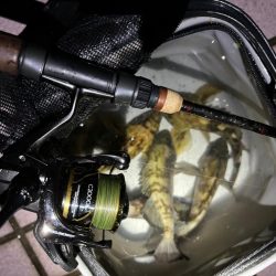 雨のメバリング