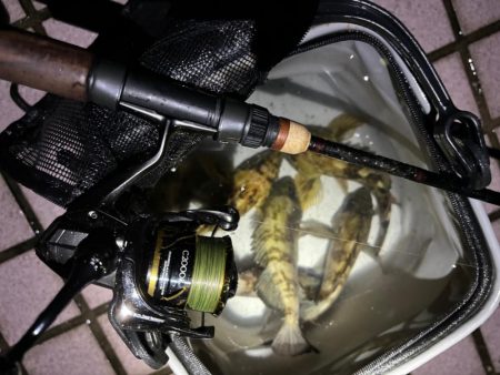 雨のメバリング