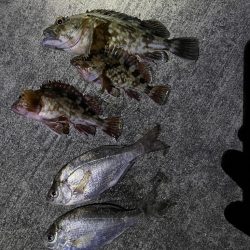 ガシラ好調です