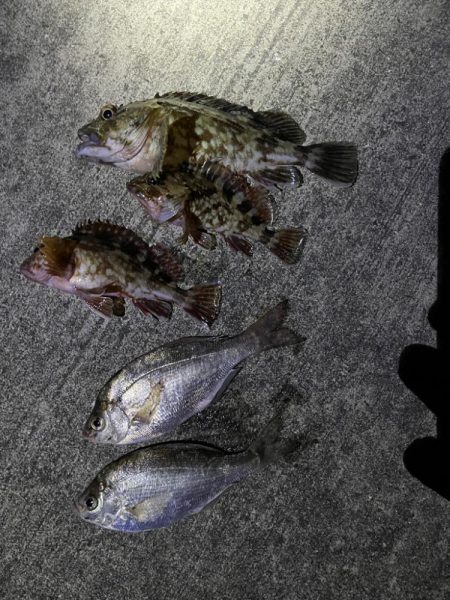 ガシラ好調です