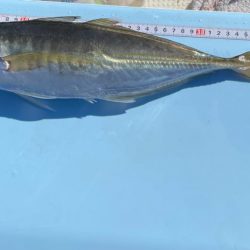 明石海峡デカ鯵×デカ鯖狙い