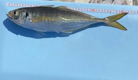 明石海峡デカ鯵×デカ鯖狙い