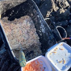 地磯でマダイとカンダイ