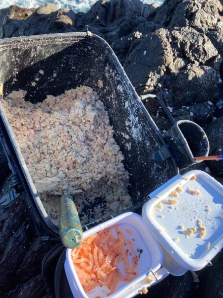 地磯でマダイとカンダイ