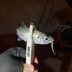 アジングゥ〜♩