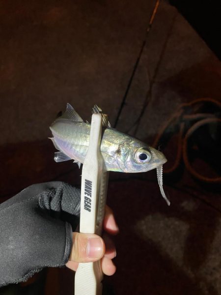 アジングゥ〜♩