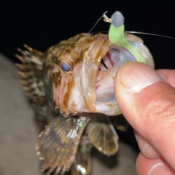 冬のタケノコ掘り♪