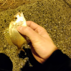 新年初ライトゲーム