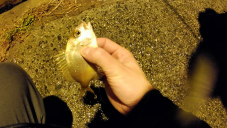 新年初ライトゲーム