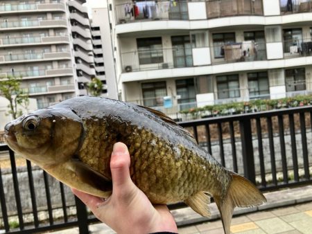 ヘラブナ釣行