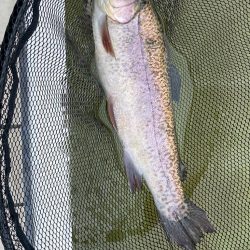 1月31日も放流ありで釣れ釣れ