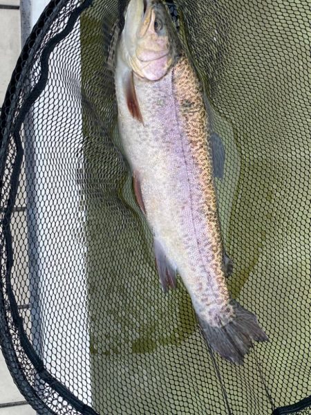 1月31日も放流ありで釣れ釣れ