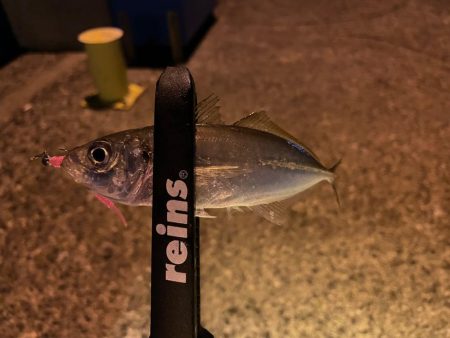 新年アジング初め！