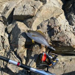 磯　フカセ釣り