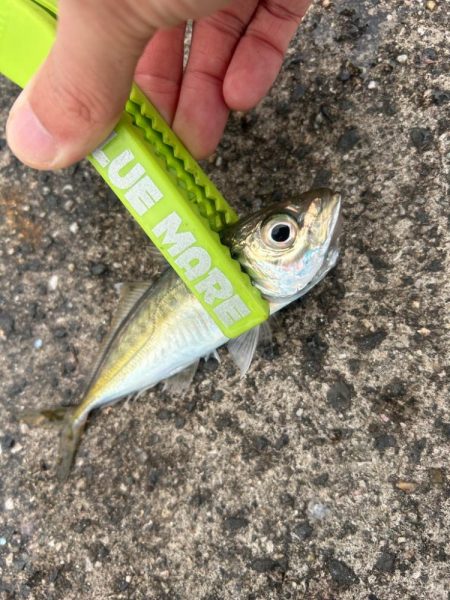 デイアジング！？