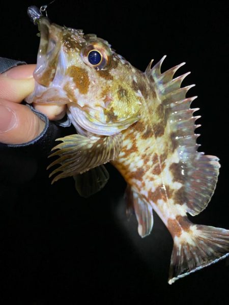 今年は遅めの初釣り！！