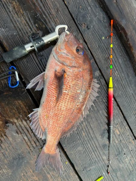 釣堀紀州で真鯛、シマアジ爆釣