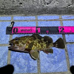 ボトムパンプのみ😗