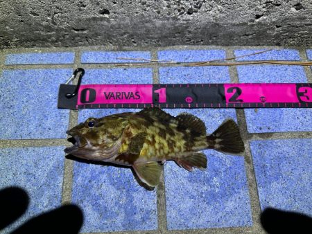 ボトムパンプのみ😗