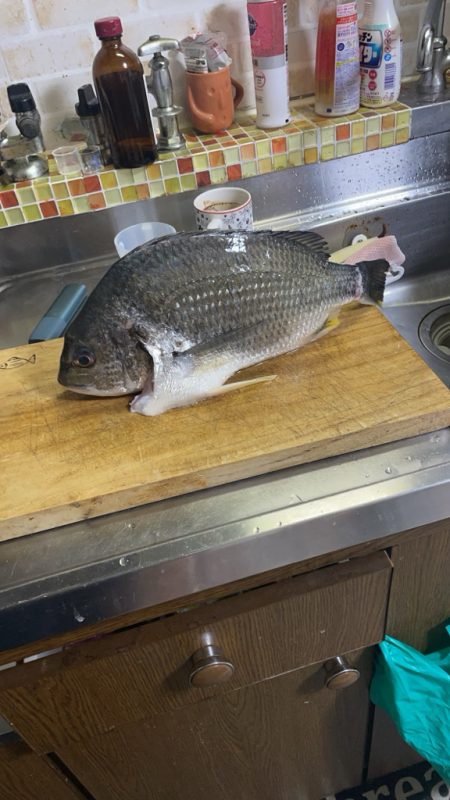 ぶっ込み(初釣り)