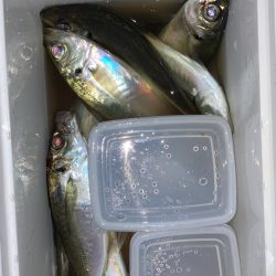 初釣りアジング