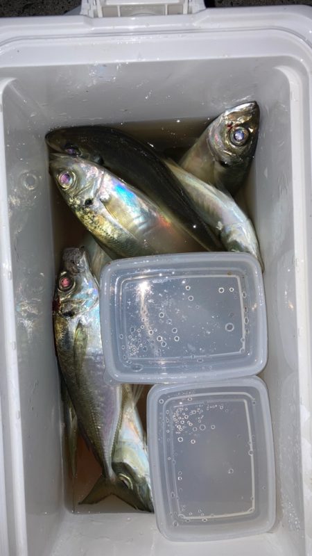 初釣りアジング