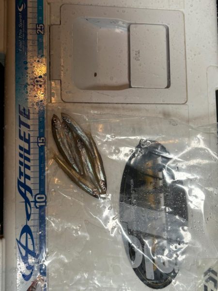 ワカサギ第4戦〜佐仲ダム〜