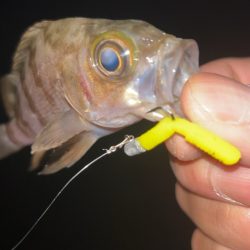 潮動いたら入れ食い!