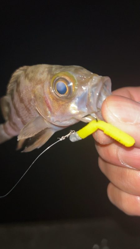 潮動いたら入れ食い!