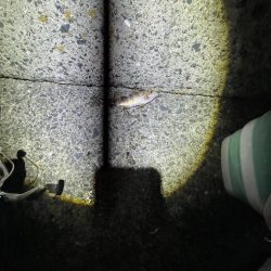 エギングは厳しかった。