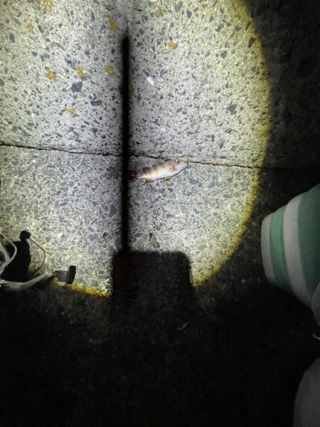 エギングは厳しかった。