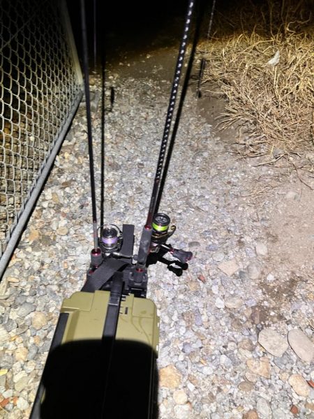 極寒爆風の中の1匹