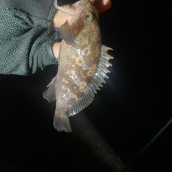 アジみーつけた！